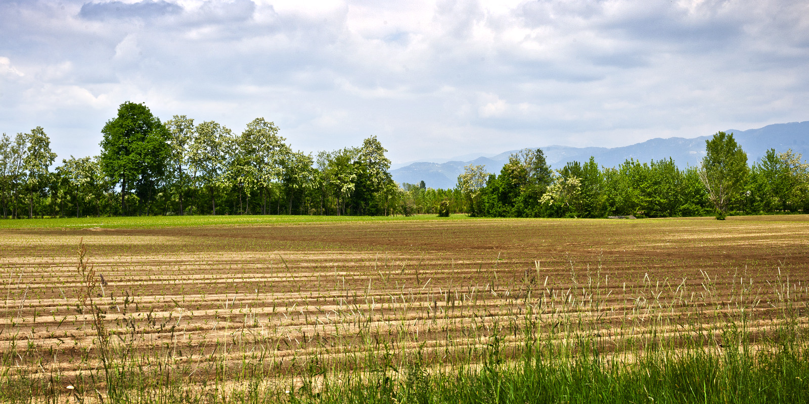 Riese terra di Pio X